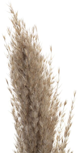 Ramură de pampas 130cm