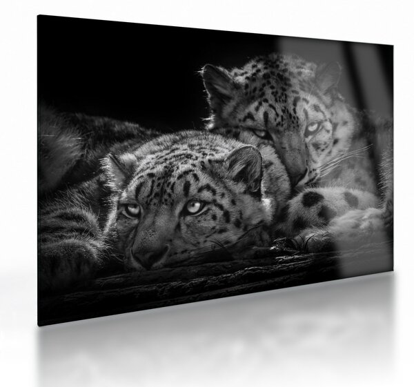 Tablou pe sticlă - Gheparzi care se odihnesc (70x50 cm)