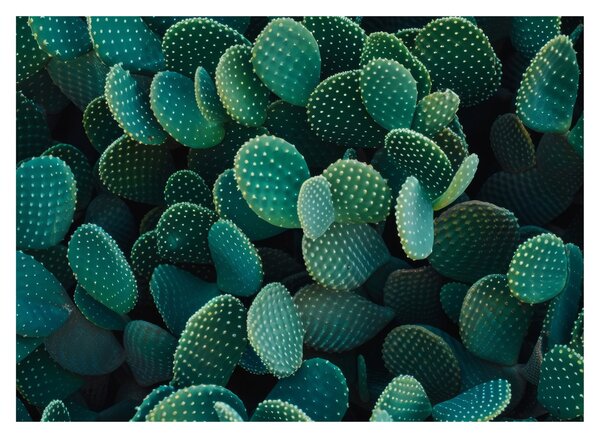 Tablou pe sticlă - Opuntia (70x50 cm)