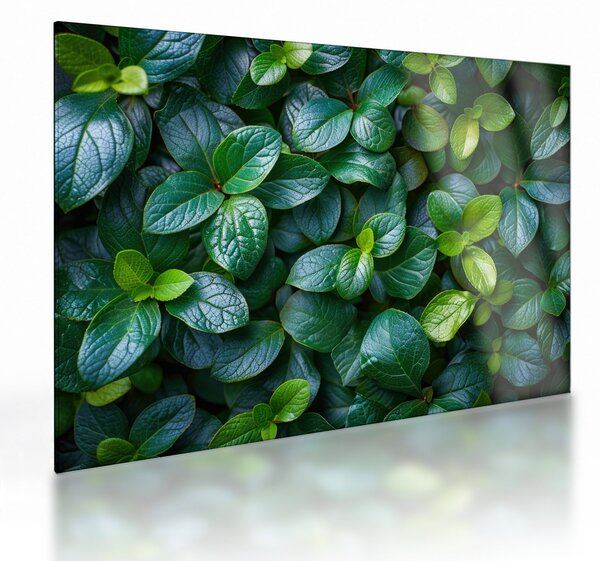 Tablou pe sticlă - Plante verzi (70x50 cm)