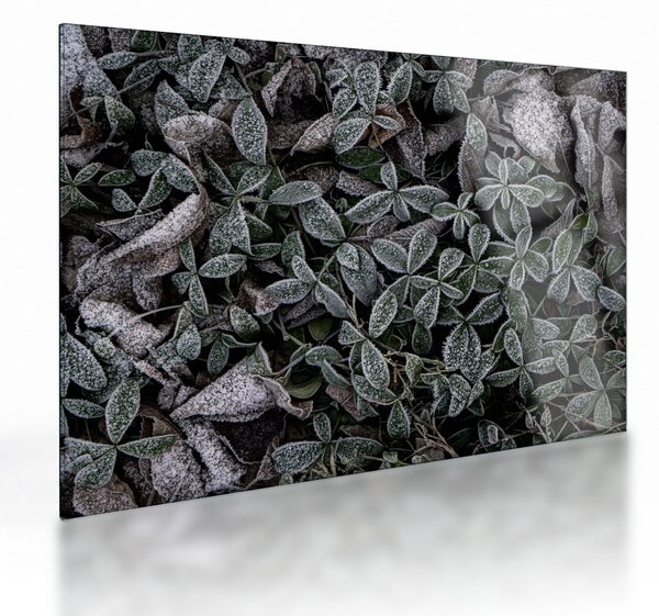 Tablou pe sticlă - Plante înghețate (70x50 cm)