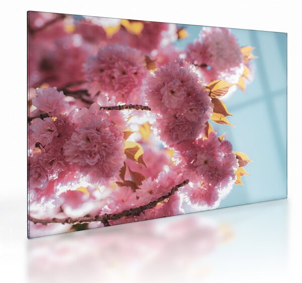Tablou pe sticlă - Floare de cireș (70x50 cm)