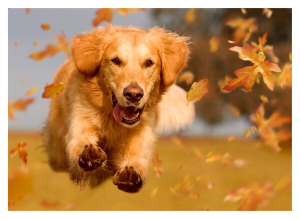 Tablou pe sticlă - Golden Retriever (70x50 cm)