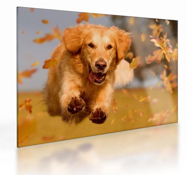 Tablou pe sticlă - Golden Retriever (70x50 cm)