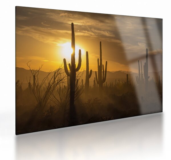 Tablou pe sticlă - Cactuși Saguaro (70x50 cm)