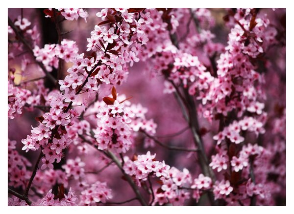 Tablou pe sticlă - Sakura roz (70x50 cm)