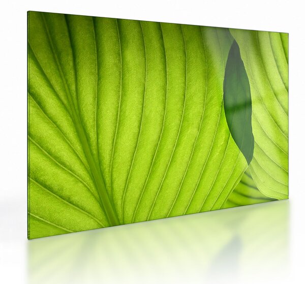 Tablou pe sticlă - Detaliu de frunză verde (70x50 cm)