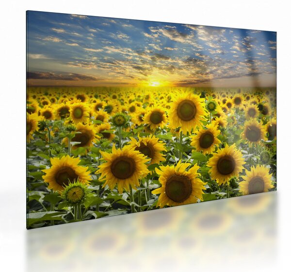 Tablou pe sticlă - Floarea-soarelui la apus de soare (70x50 cm)