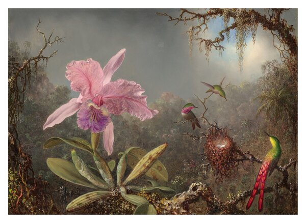 Tablou pe sticlă - Martin Johnson Heade, Cattleya Orchid and Three Hummingbirds, reproducere (70x50 cm)