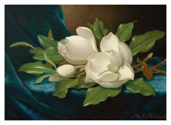 Tablou pe sticlă - Martin Johnson Heade, Giant Magnolias on a Blue Velvet Cloth, reproducere (70x50 cm)