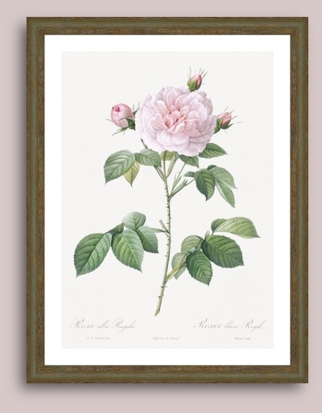 Trandafir alb regal (Rosa alba regalis) - Tablou înrămat PTRPR010