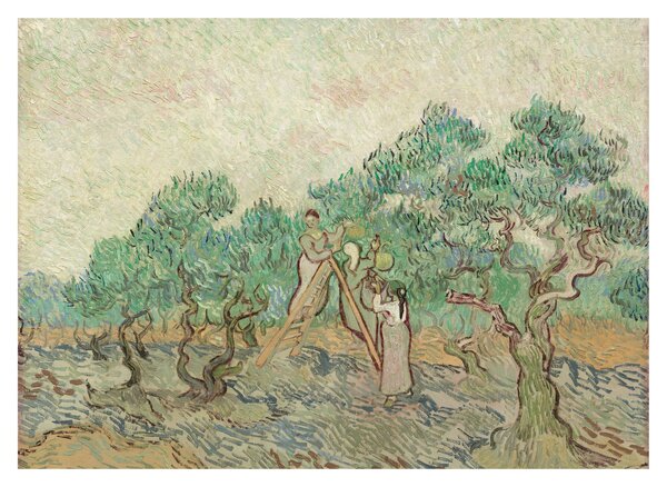 Tablou pe sticlă - Vincent van Gogh, The Olive Orchard, reproducere (70x50 cm)