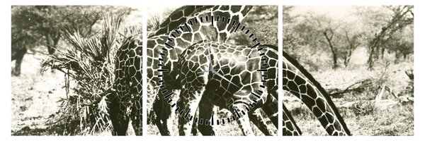 Tablou - Girafe, de epocă (cu ceas) (90x30 cm)