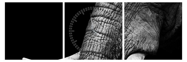 Tablou - Colți de elefant (cu ceas) (90x30 cm)