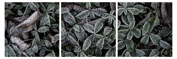 Tablou - Plante înghețate (cu ceas) (90x30 cm)