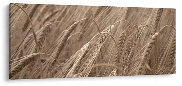 Tablou - Câmpul de aur (120x50 cm)