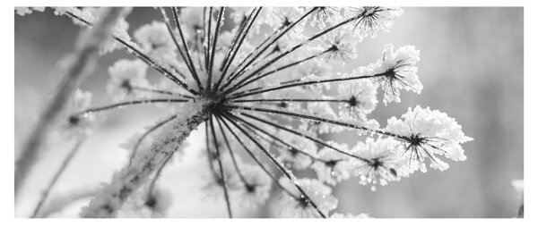 Tablou - Floare în timpul iernii (120x50 cm)