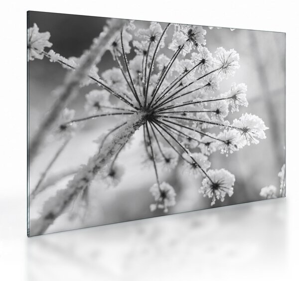 Tablou pe sticlă - Floare în timpul iernii (70x50 cm)