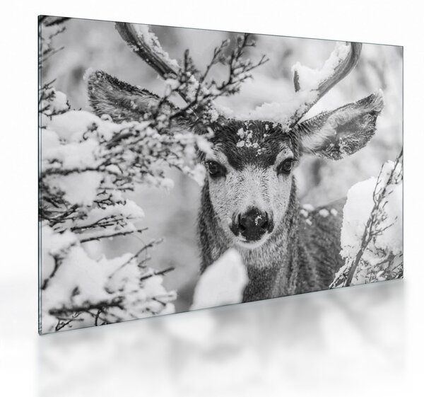 Tablou pe sticlă - Cerb în timpul iernii (70x50 cm)