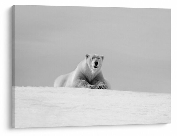 Tablou - Ursul polar (70x50 cm)