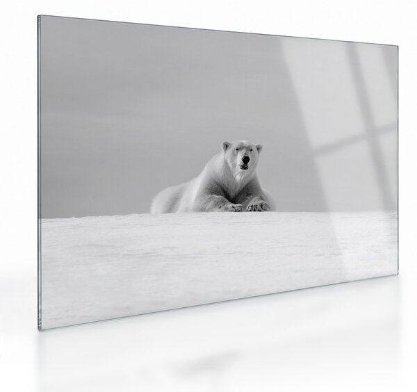 Tablou pe sticlă - Ursul polar (70x50 cm)