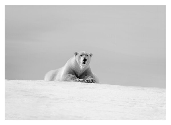 Tablou pe sticlă - Ursul polar (70x50 cm)