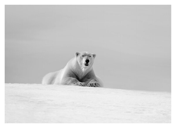 Tablou - Ursul polar (70x50 cm)