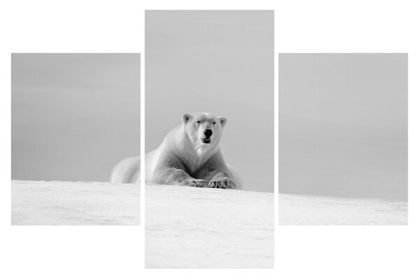 Tablou - Ursul polar (90x60 cm)