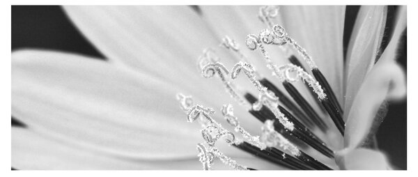 Tablou - Floare albă și neagră (120x50 cm)