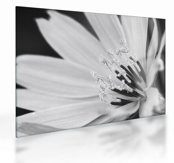 Tablou pe sticlă - Floare albă și neagră (70x50 cm)