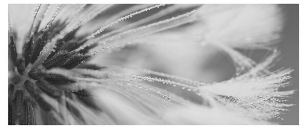 Tablou - Păpădie (120x50 cm)