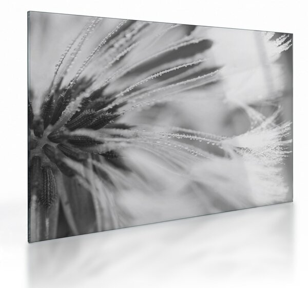 Tablou pe sticlă - Păpădie (70x50 cm)