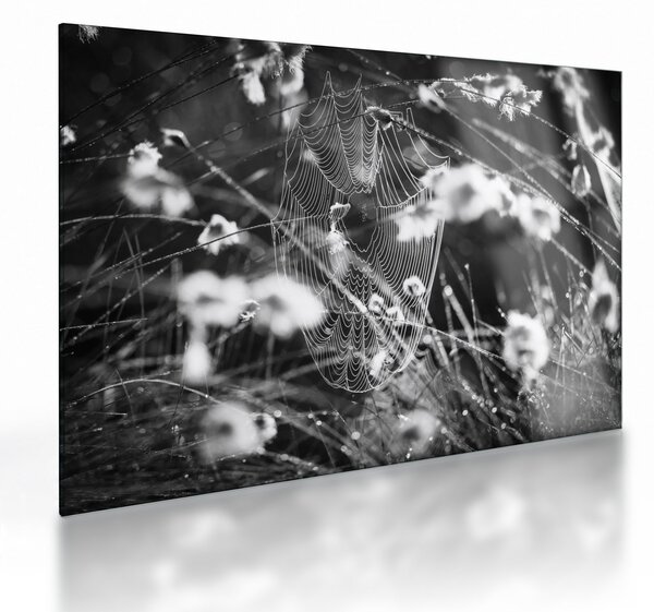 Tablou pe sticlă - Pânza de păianjen în pajiște (70x50 cm)