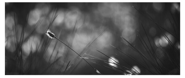 Tablou - Iarbă de pajiște (120x50 cm)