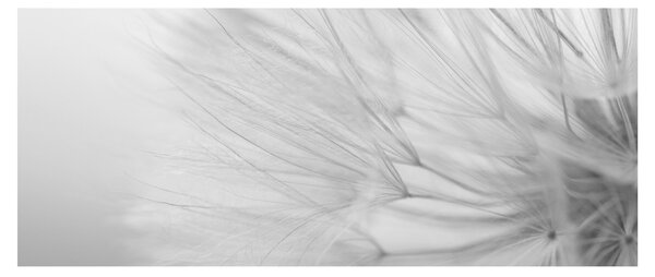 Tablou - Dandelion (120x50 cm)