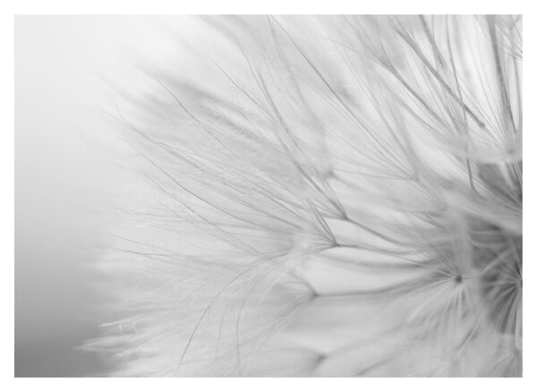 Tablou pe sticlă - Dandelion (70x50 cm)