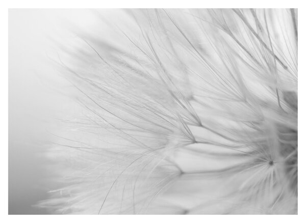 Tablou - Dandelion (70x50 cm)