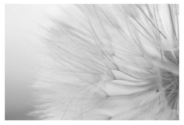 Tablou - Dandelion (90x60 cm)