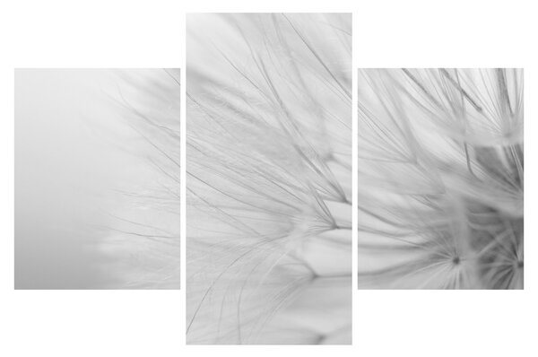 Tablou - Dandelion (90x60 cm)