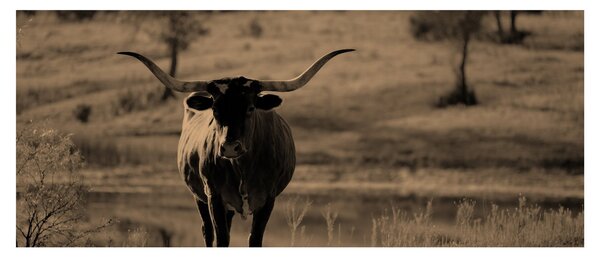 Tablou - Vacă din Texas (120x50 cm)