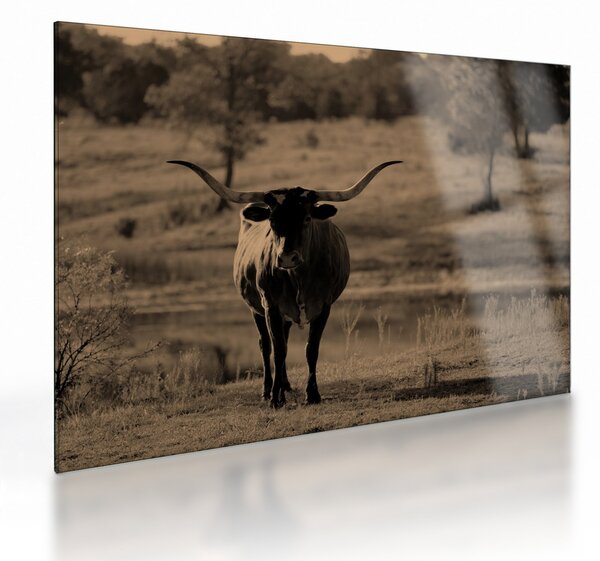 Tablou pe sticlă - Vacă din Texas (70x50 cm)