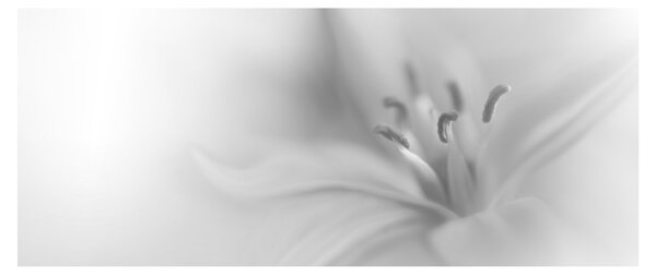 Tablou - Crin delicat (120x50 cm)