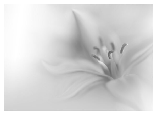 Tablou - Crin delicat (70x50 cm)