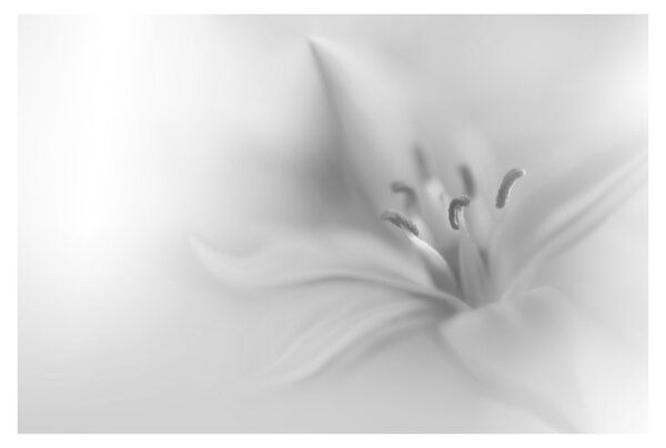 Tablou - Crin delicat (90x60 cm)