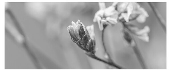 Tablou - Floare înflorită (120x50 cm)