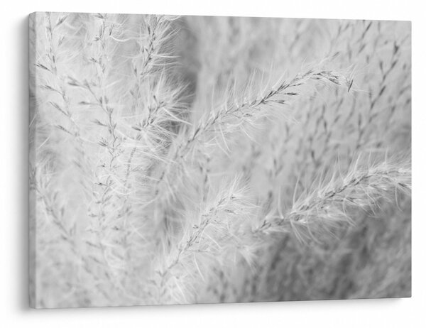 Tablou - Iarbă de pampas N⁰1 (70x50 cm)