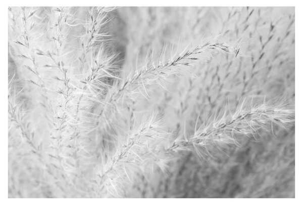 Tablou - Iarbă de pampas N⁰1 (90x60 cm)