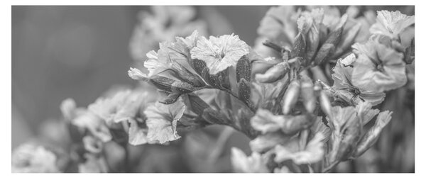 Tablou - Flori uscate (120x50 cm)