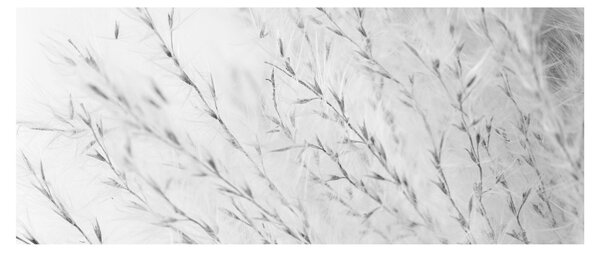Tablou - Iarbă de pampas N⁰2 (120x50 cm)