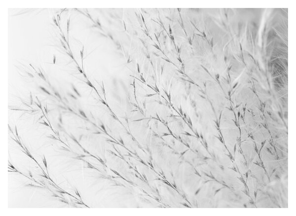 Tablou pe sticlă - Iarbă de pampas N⁰2 (70x50 cm)